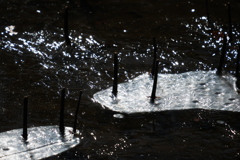ハス池の薄氷