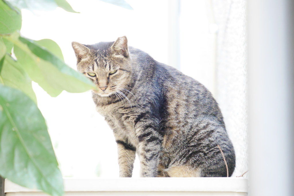朝の光の中で