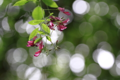 あふれる光と萩の花