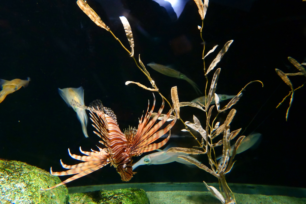 ミノカサゴ、新年の舞