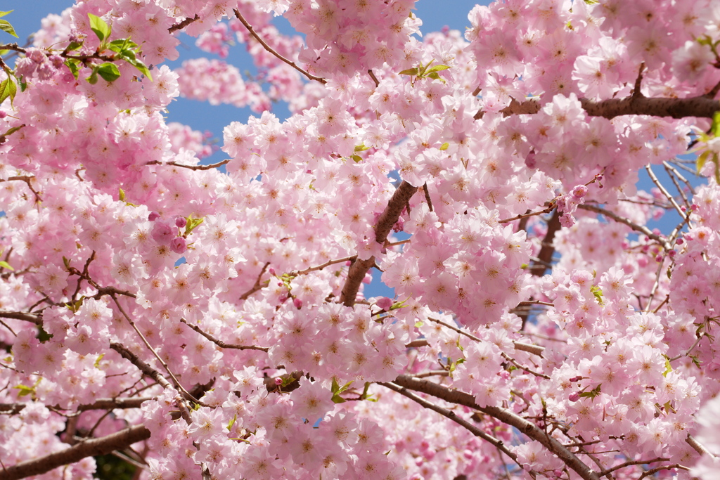 鮮やかな桜色