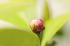 レモン、花の蕾