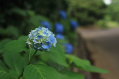 紫陽花の咲く路