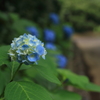 紫陽花の咲く路