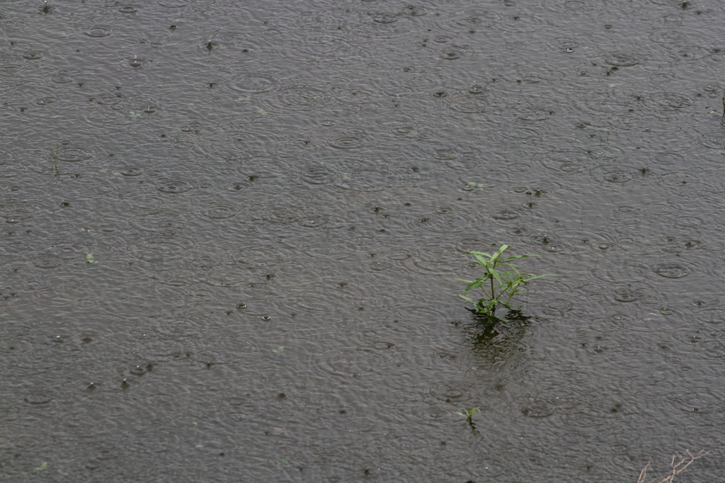 畑に雨の波紋