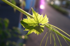 蔦の葉に惹かれた帰り道