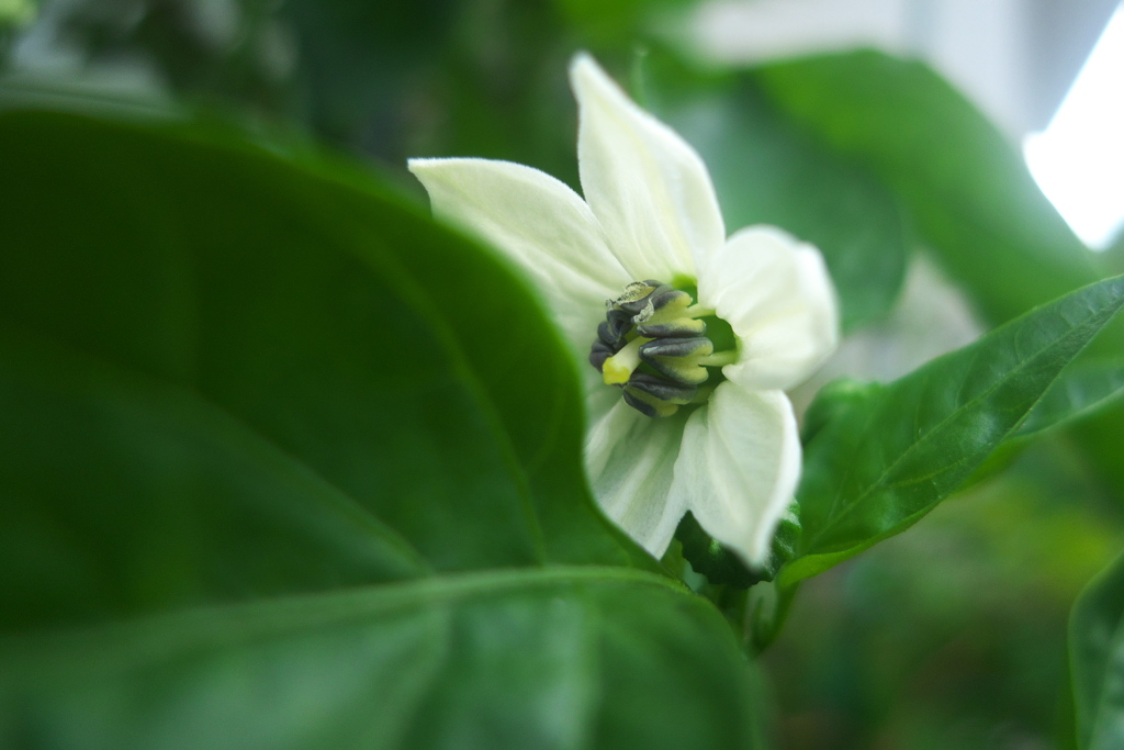garden pimiento