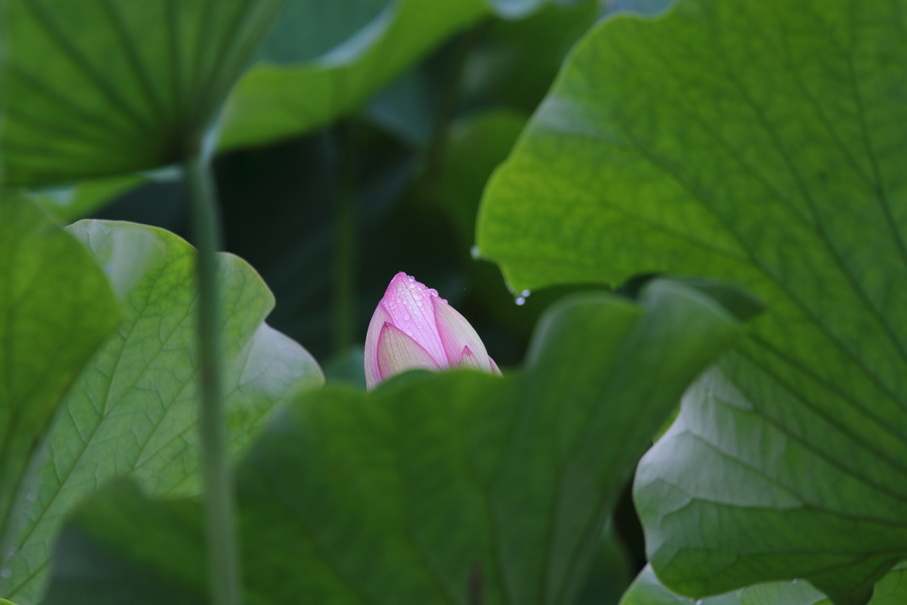 蓮池の蕾が見える