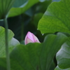 蓮池の蕾が見える