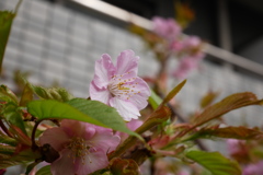 中央線停電の朝に見つけた春