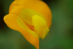 落花生の花は午前中咲く