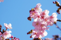 河津桜の空を見上げる
