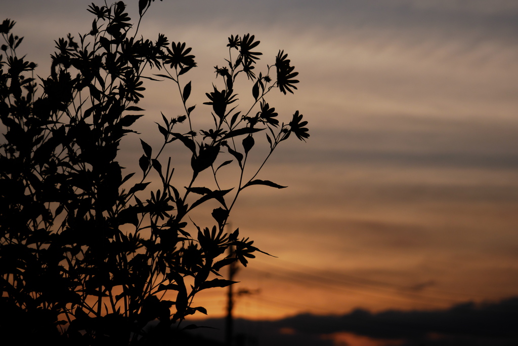 キクイモ咲く夕景