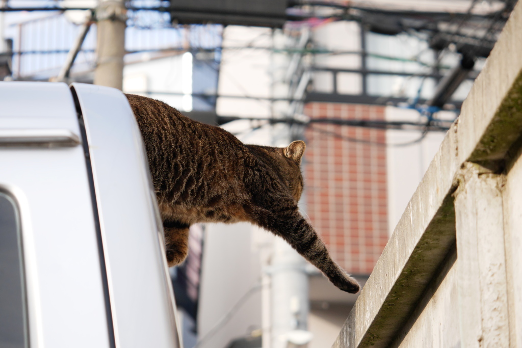 トラ子の長い手