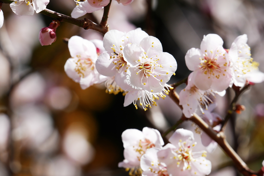 薄っすら桃色な梅の花