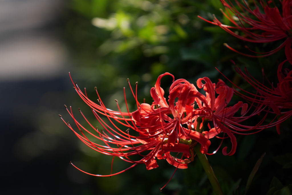 朝の光射す道端の曼殊沙華