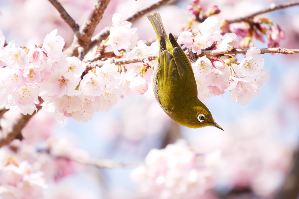 桜色に包まれたメジロさん