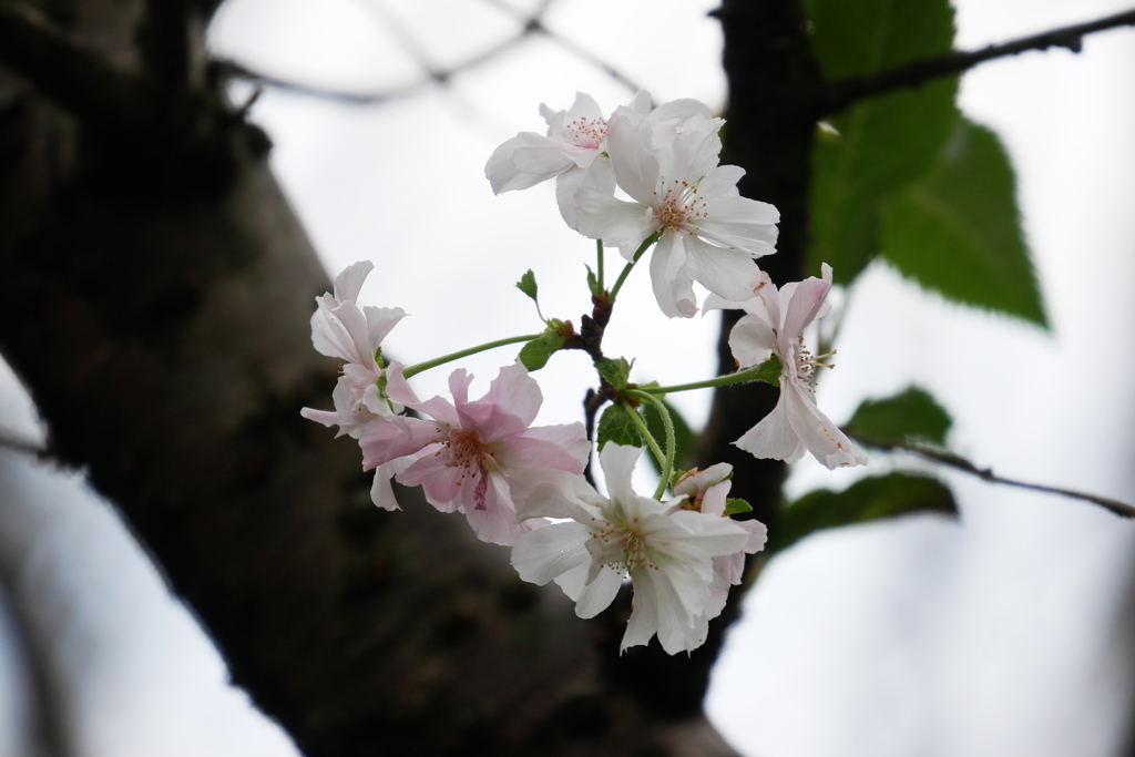 静かに咲く十月桜