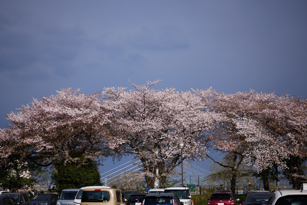 怪しい空と名残の桜