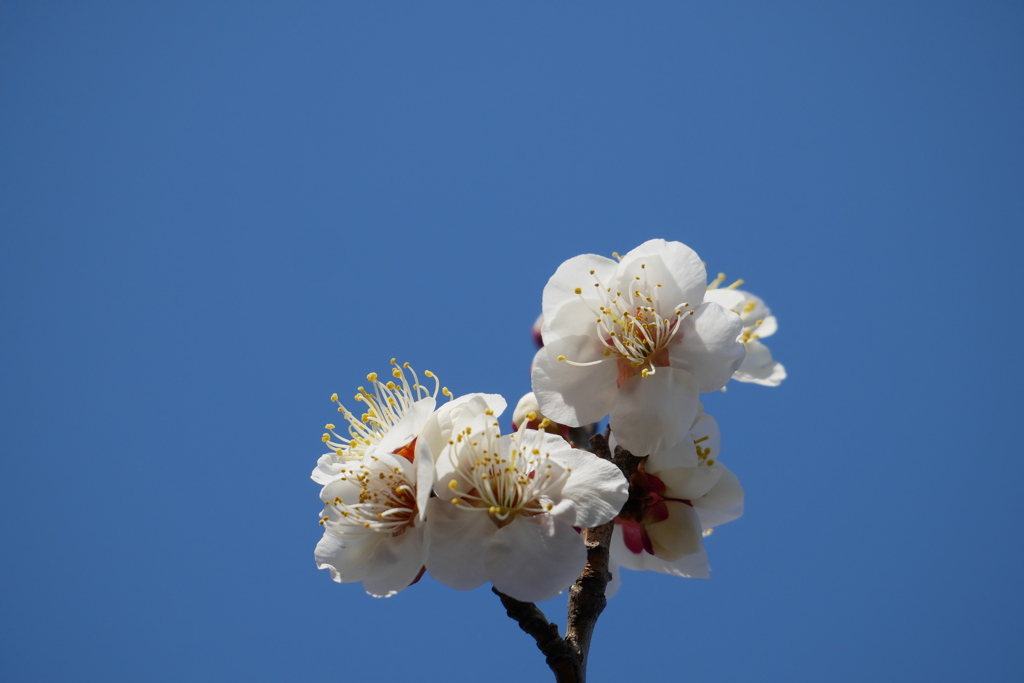 青空と白い梅