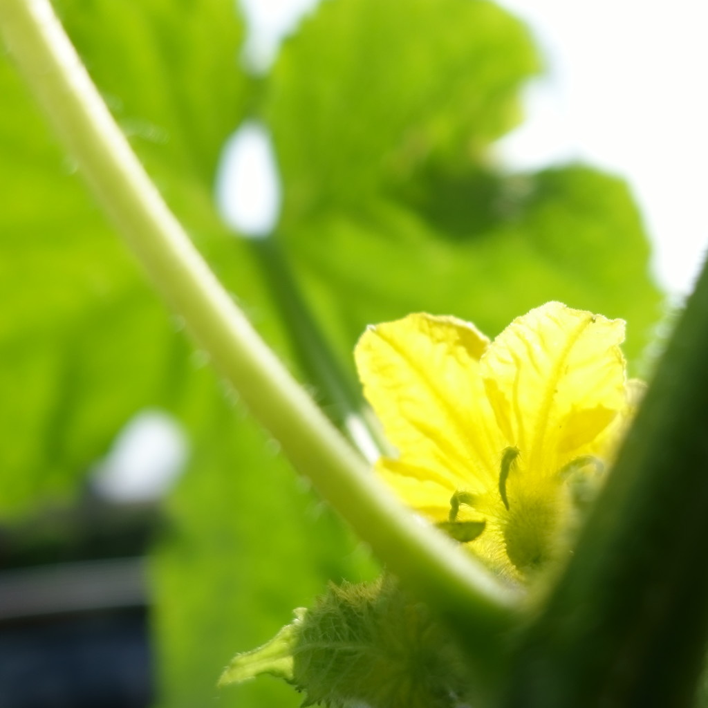 キュウリの雄花・後ろ姿