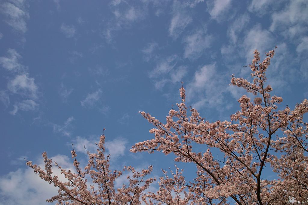 散り残った桜