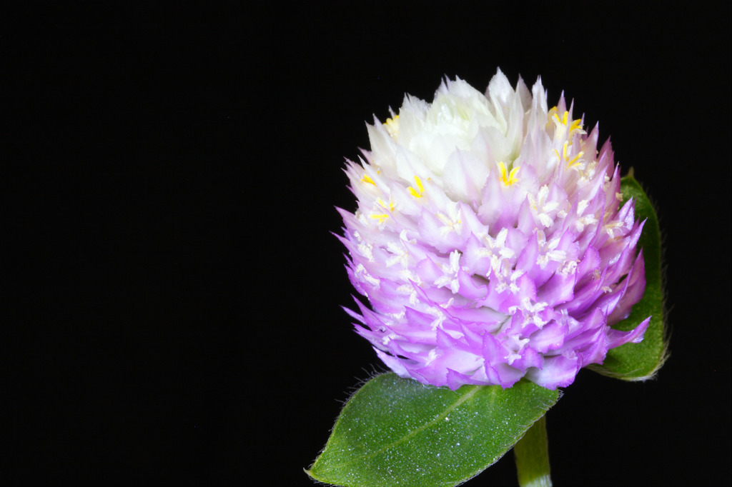 千日紅に花が咲く By Hisabo Id 7111 写真共有サイト Photohito