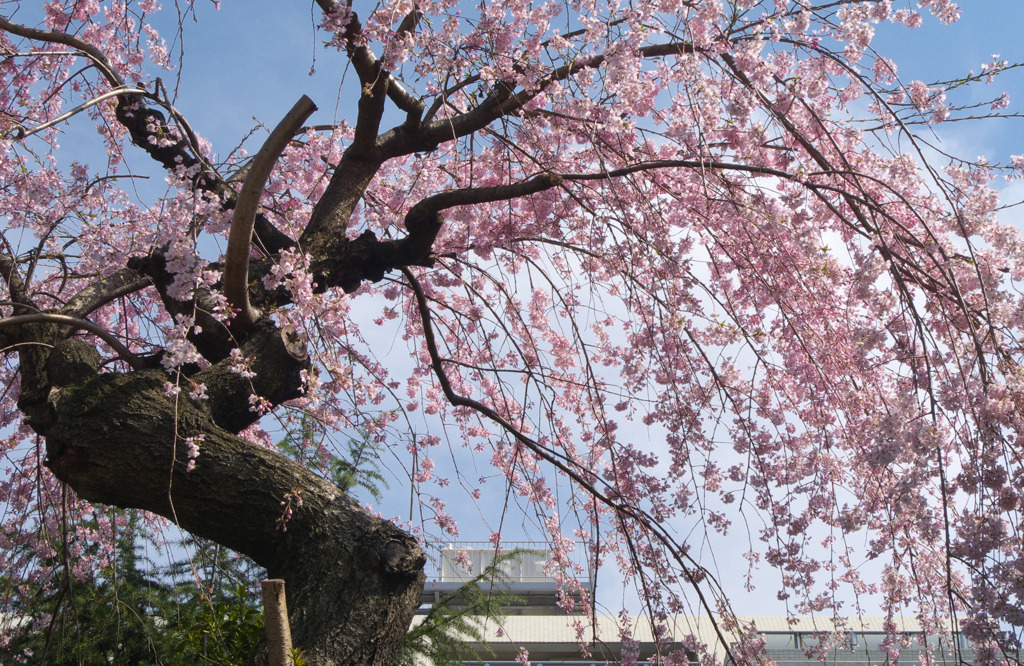 隣の垂れ桜
