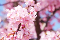 見頃を迎えた河津桜