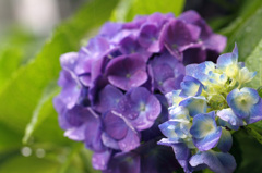 紫陽花に降る雨