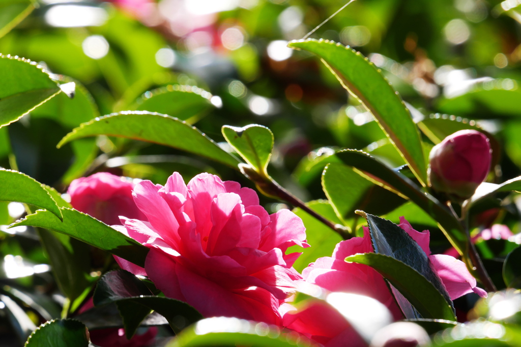光の中に山茶花