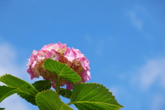 雨上がりの朝、見上げる紫陽花