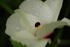 台風前の雨に濡れるオクラの花