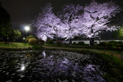 花筏と夜桜リフレクション