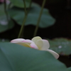 恥ずかしそうに舞妃蓮