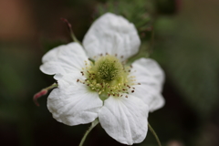ひっそり野イチゴの花