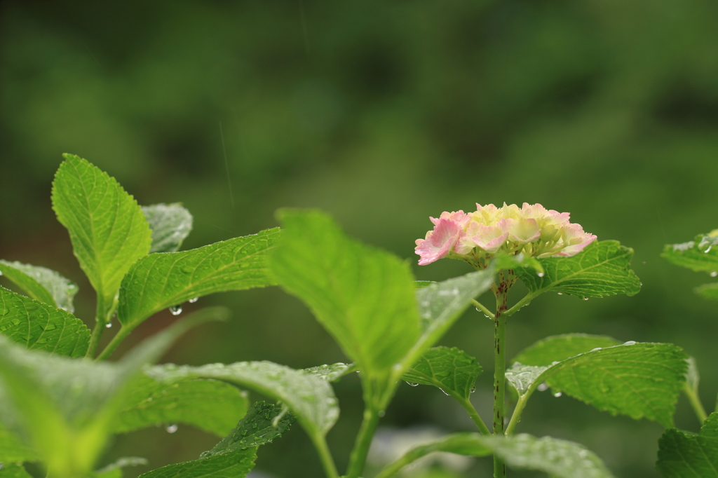 染まり始めた紫陽花