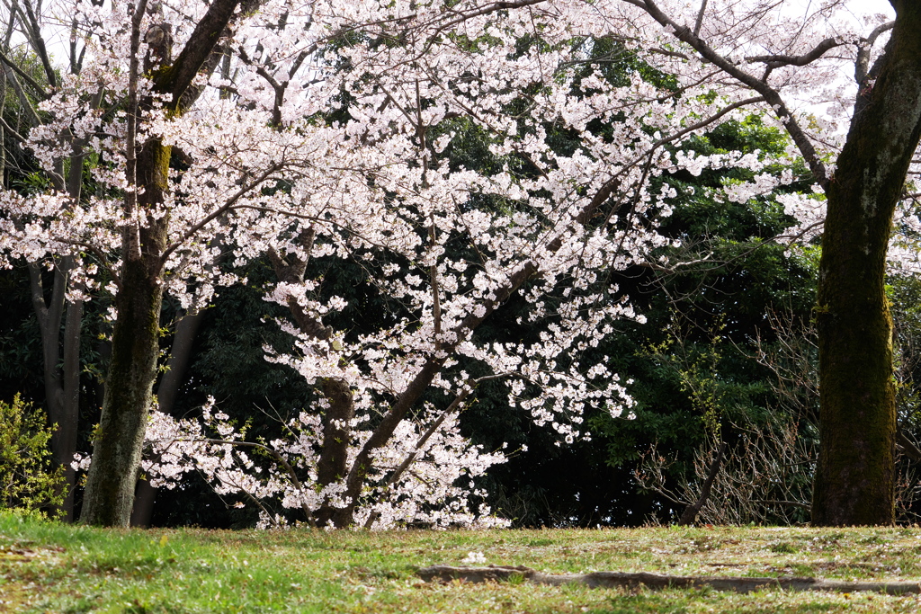 輝く桜色