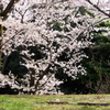 輝く桜色