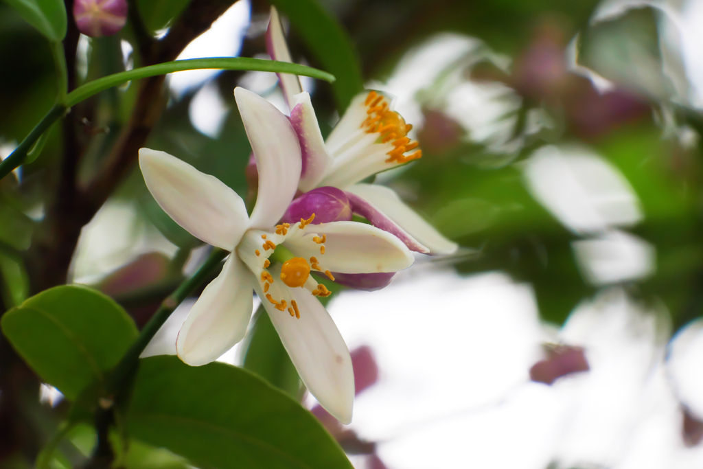 檸檬も開花