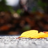 黄葉の落ち葉