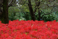 一面彼岸花