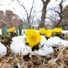 福寿草と春の芽吹き♪