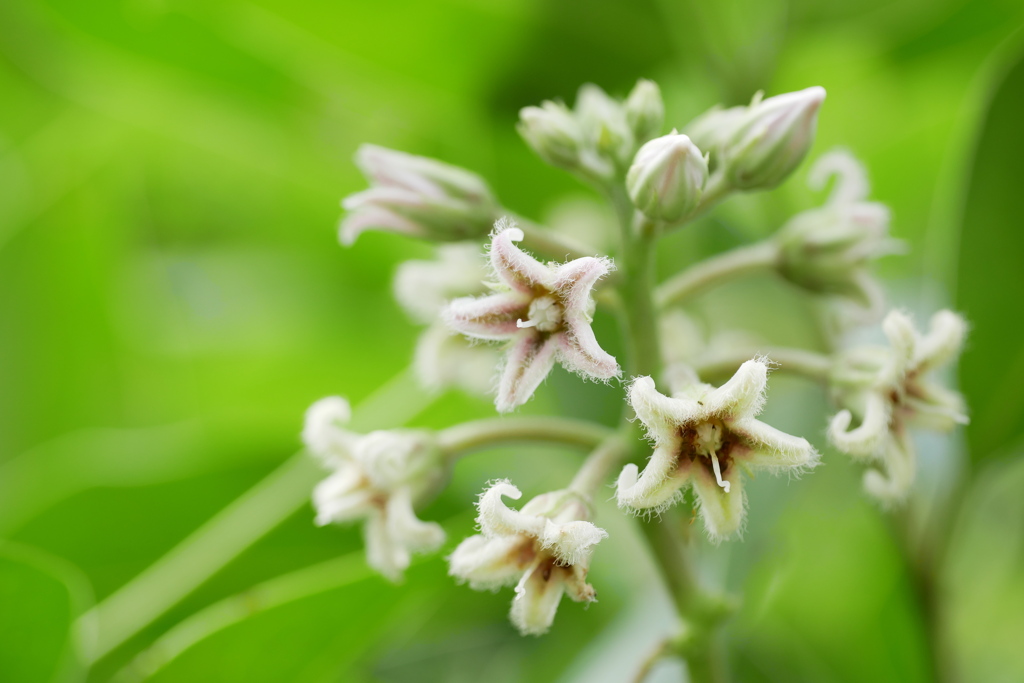 花盛りガガイモ