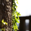 幹に這う新緑の色