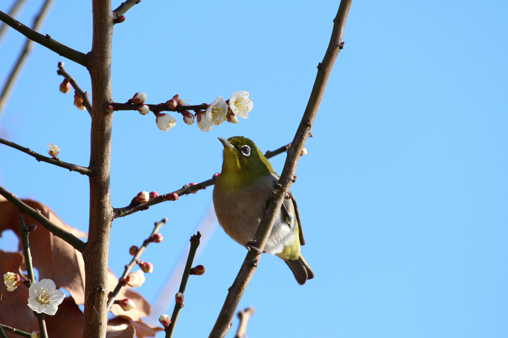 美味しそうな梅の花、♪