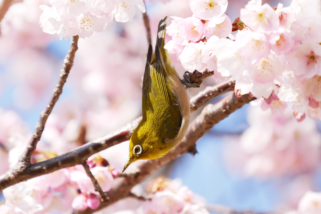 満開の桜とメジロさん