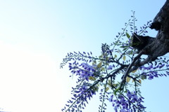 フジの花も咲き始める
