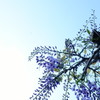 フジの花も咲き始める