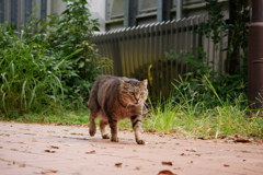 キジトラが通る